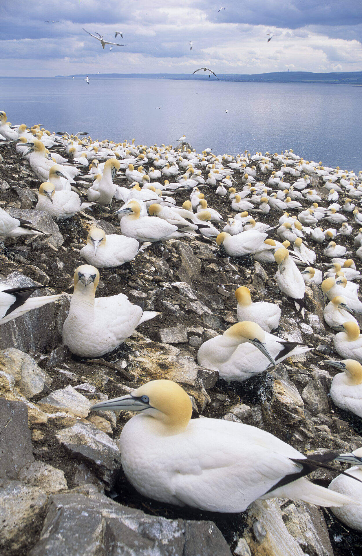 Northern Gannet, Bass Rock